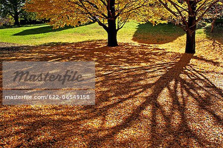 Tree shadows and yellow leaves