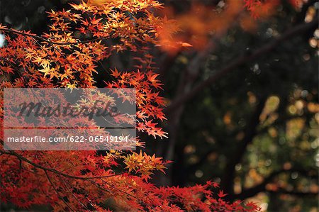 Red maple leaves