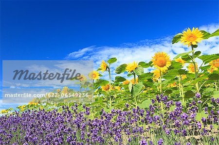 Sunflowers lavender and blue sky with clouds