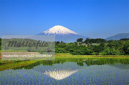 Mount Fuji reflected in a rice field