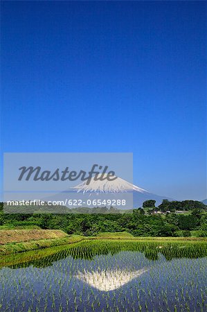 Mount Fuji reflected in a rice field