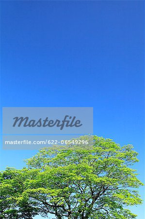 Tree and blue sky