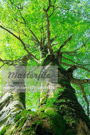 Buna tree