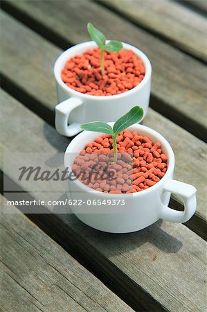 Green leaves sprouting from coffee cups