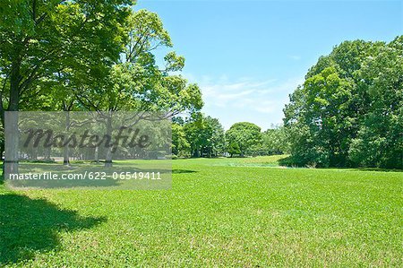 Trees and grassland