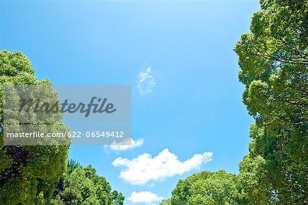 Trees and sky with clouds