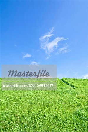 Grassland and blue sky with clouds