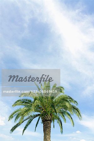 Palm tree and sky with clouds