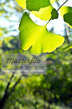 Ginkgo Biloba leaves