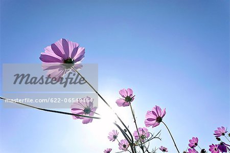 Cosmos and blue sky
