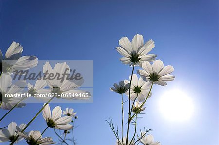 Cosmos and blue sky