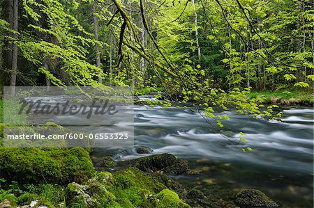 Spring Foliage along Orbe River, Vallorbe, Jura Mountains, Canton of Vaud, Switzerland