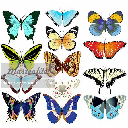 Various beautiful butterflies. An illustration on a white background.