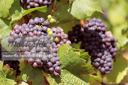 bunches of grapes on vines in a vineyard before harvest