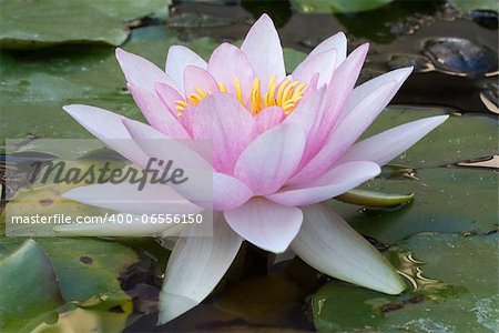 Close-up image of a Pale Pink Water Lily (Nymphaea)