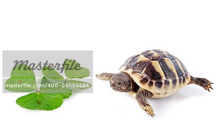 young tortoise and trefoil isolated on a white isolated