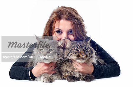 portrait of a purebred maine coon cats and woman on a white background portrait of a purebred maine coon cats and woman on a white background