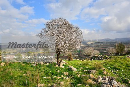 Israeli landscape. Wild almond tree in beautiful scenery.