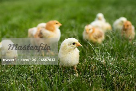 Young chickens in the renewing grass layer in spring