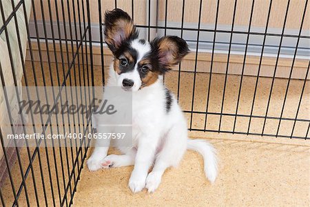 Puppy papillon in a cage for small dogs