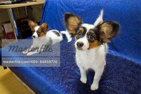 Two young dog of breed papillon on a  blue background