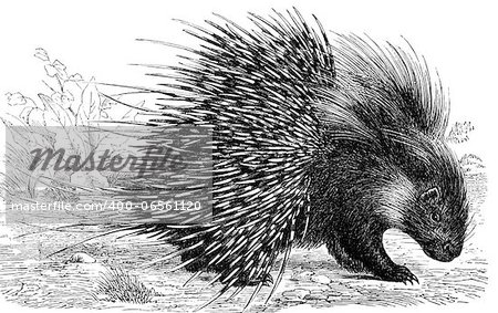 Crested Porcupine on engraving from 1890. Engraved by unknown artist and published in Meyers Konversations-Lexikon, Germany,1890.