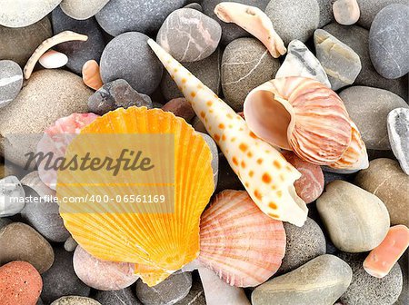 Sea shells with stone as background