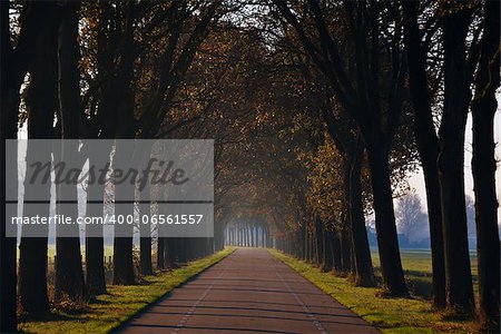 tunnel from trees around the road