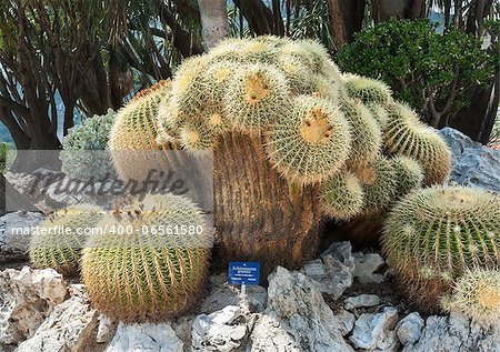 Oldest and unique in Europe Echinocactus grusonii, age 130 years