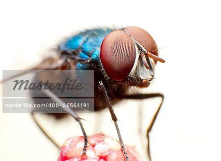 Macro shot of a common housefly on plain background.