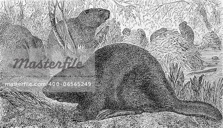 Eurasian Beaver on engraving from 1890. Engraved by unknown artist and published in Meyers Konversations-Lexikon, Germany,1890.