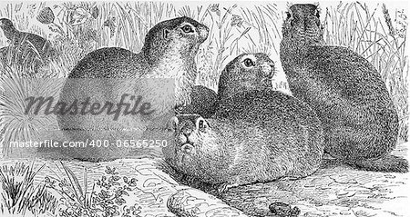 European ground squirrel on engraving from 1890. Engraved by unknown artist and published in Meyers Konversations-Lexikon, Germany,1890.