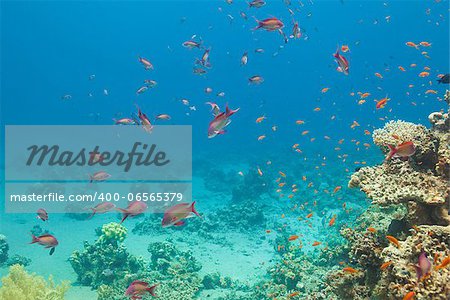 Scalefin anthias fish and corals in the Red sea