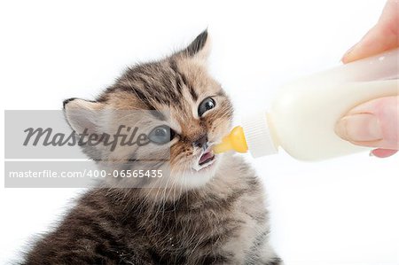 small kitten is being feeding with milk from the bottle