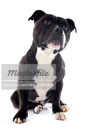 portrait of a staffordshire bull terrier in front of white background