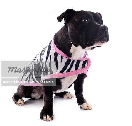 portrait of a staffordshire bull terrier withe coat in front of white background