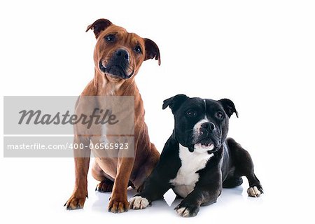 portrait of two  staffordshire bull terrier in front of white background