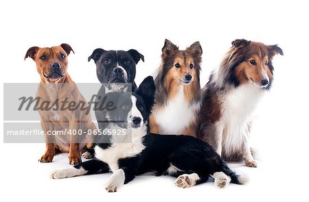 portrait of five purebred dogs in front of white background