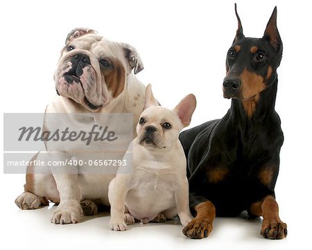 three different breeds of dogs isolated on white background - french bulldog, english bulldog and doberman pinscher