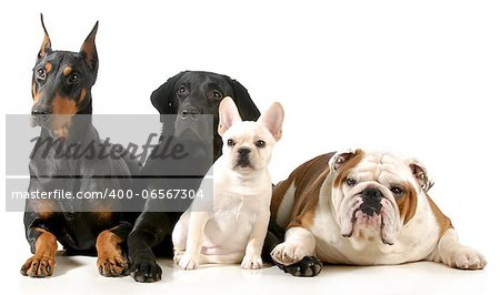 four different breeds of dogs laying together isolated on white background