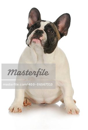 french bulldog sitting looking up on white background