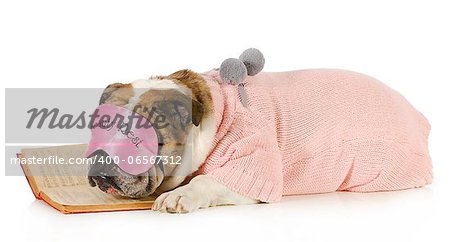 falling asleep reading - english bulldog with boring book isolated on white background