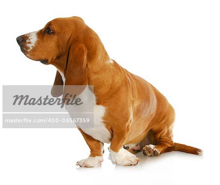 basset hound looking off to the side isolated on white background