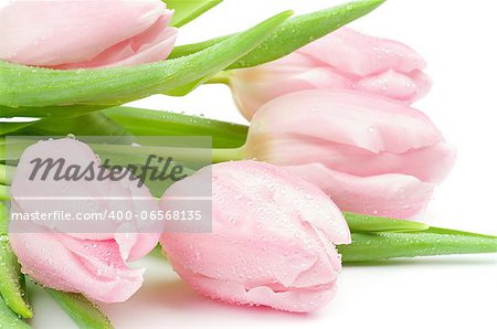 Five Beautiful Spring Pink Tulips with Droplets closeup on white background