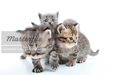 group of four kittens walking together