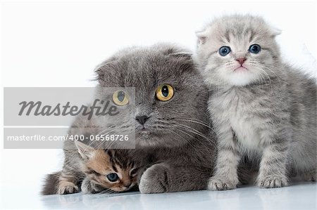 isolated family portrait of Scottish fold ear mother cat with her kittens