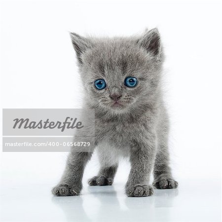 Small 1 month old Scottish straight kitten walking towards. Studio shot.