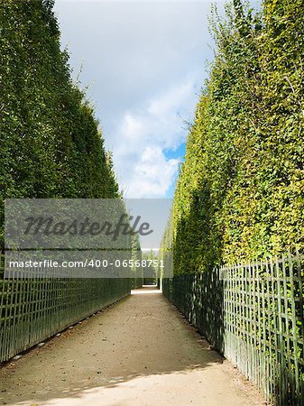 Green corridor of ornamental shrubs in the garden