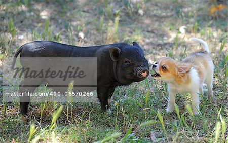 little black piggy and puppy chihuahua in the nature