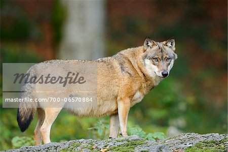 Portrait of Gray Wolf, Bavarian Forest National Park, Bavaria, Germany